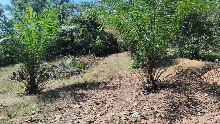 plantation-1