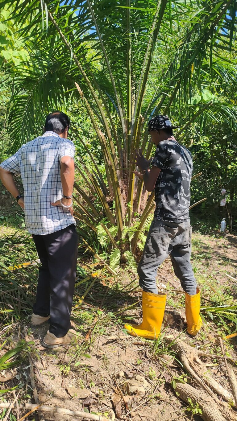 plantation-2