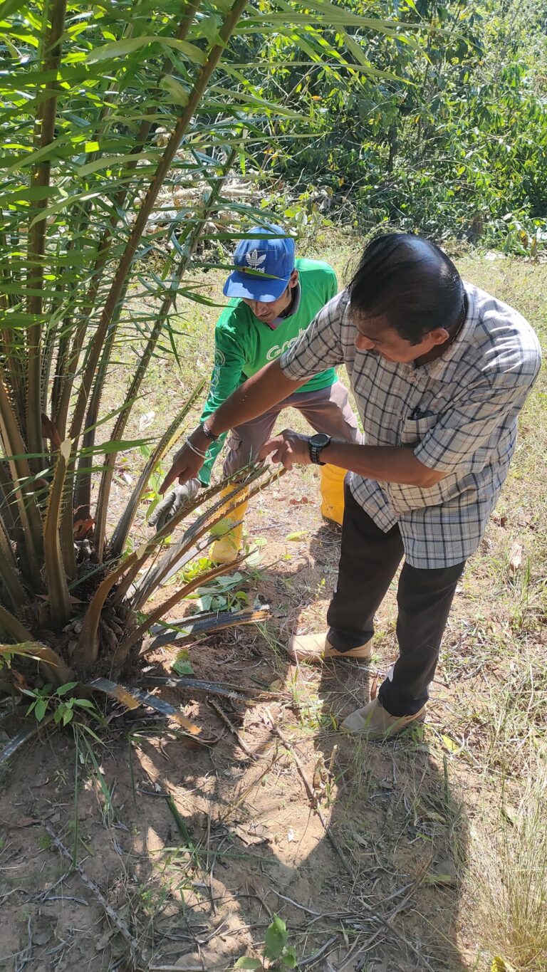 plantation-3