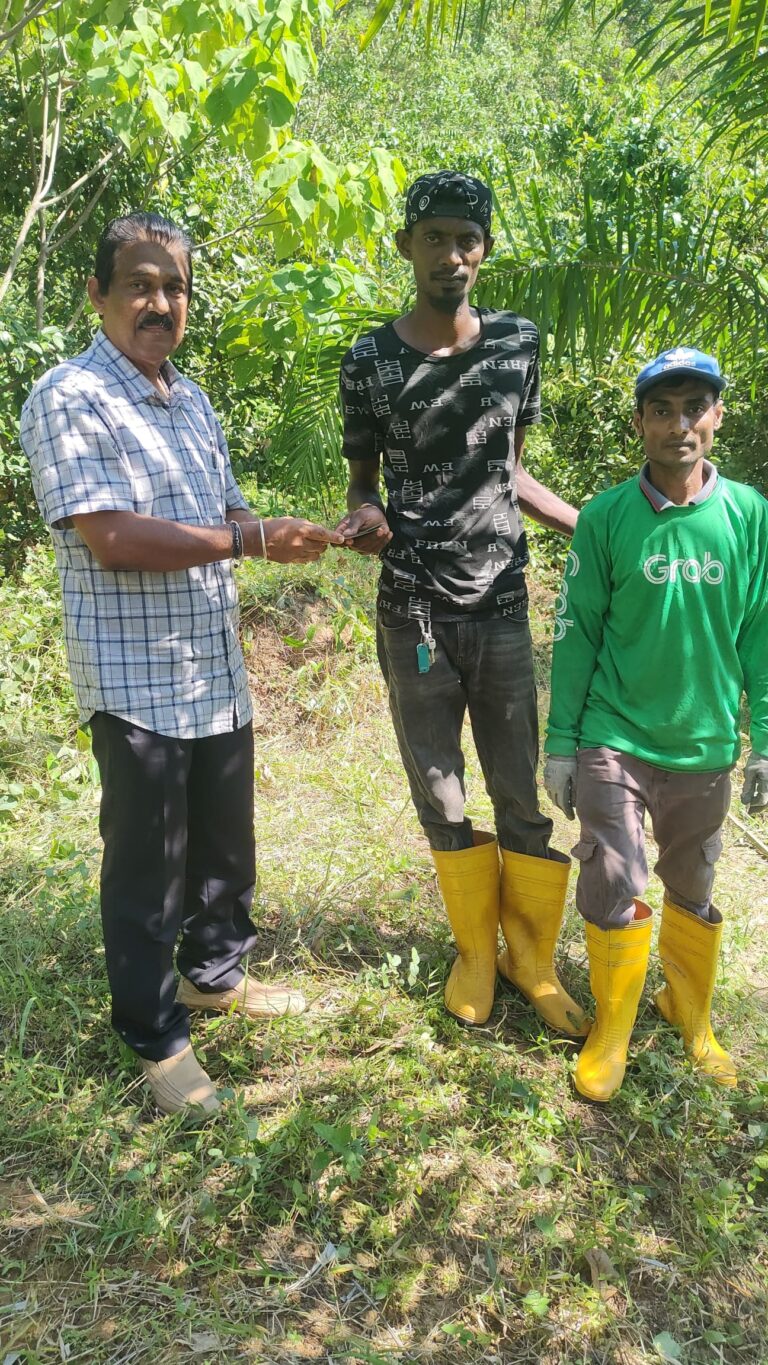 plantation-4