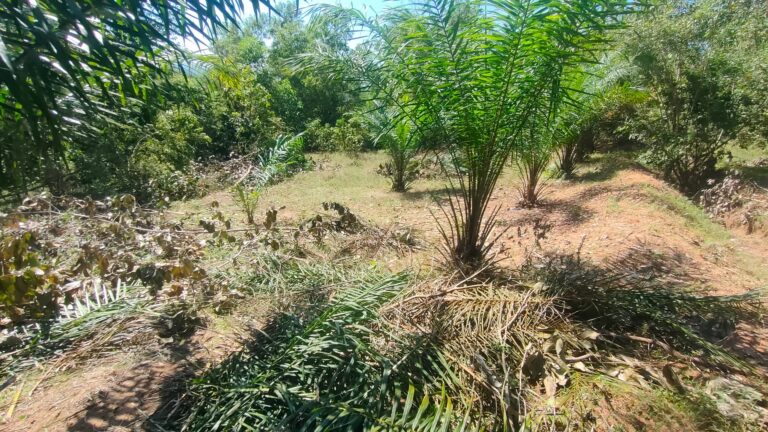 plantation-5