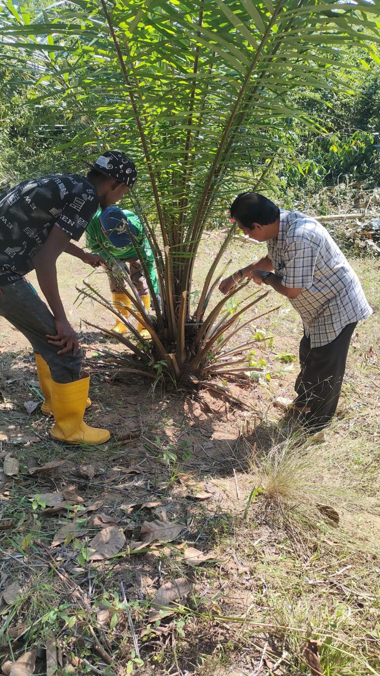 plantation-6